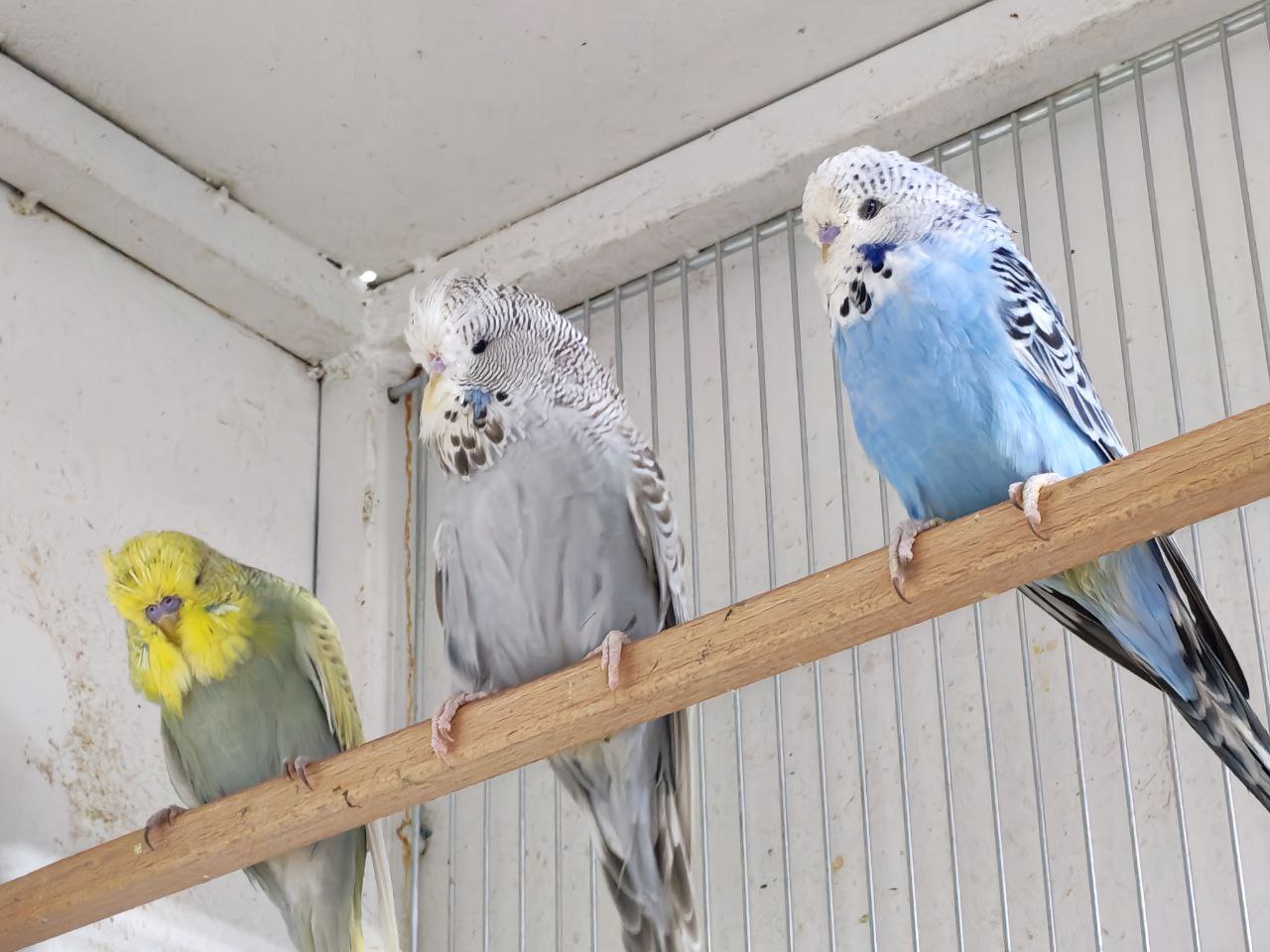 What Age Do Budgies Breed?