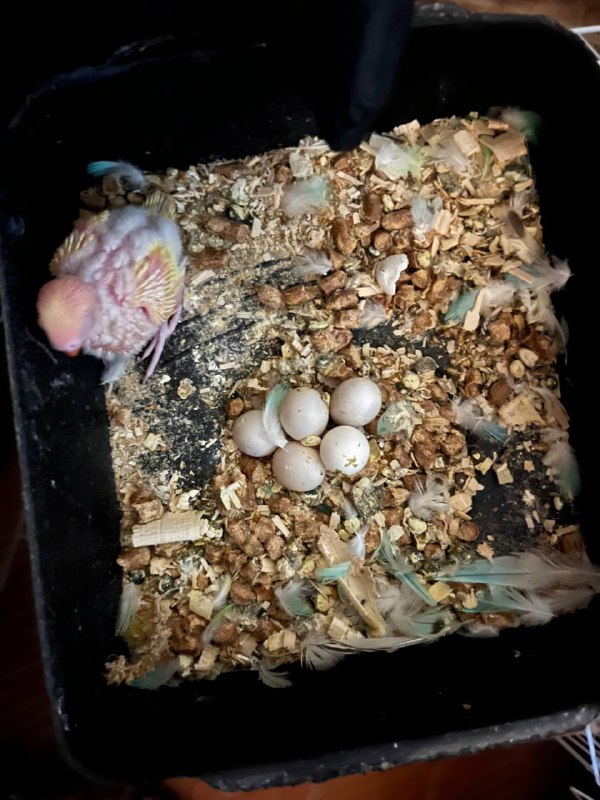 Can Budgies Eat Boiled Corn?