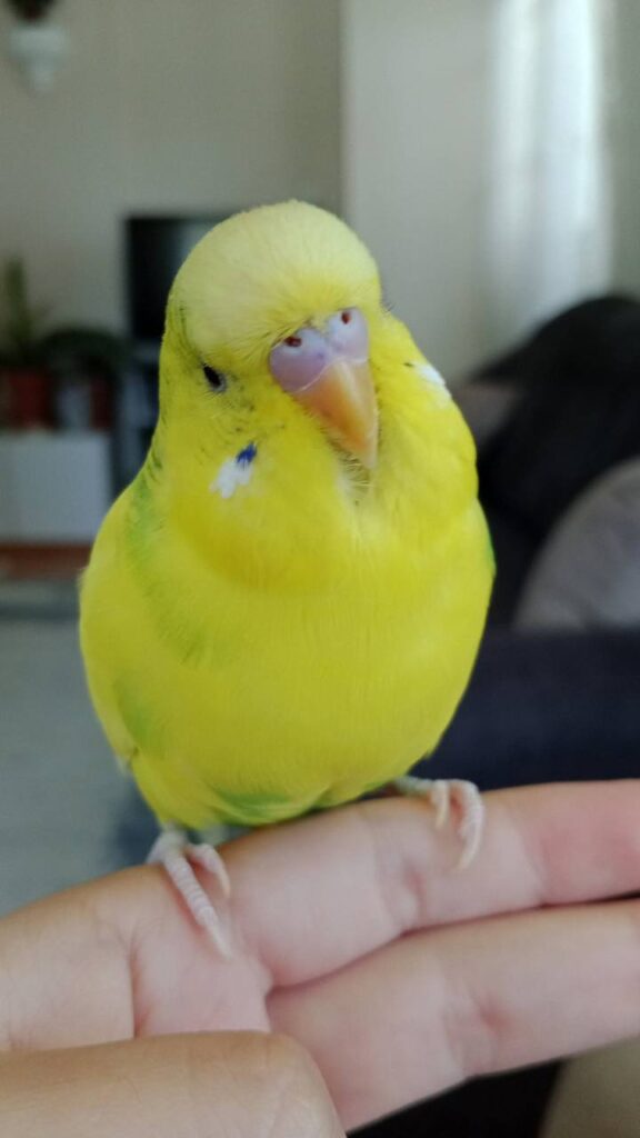 How Long Can a Budgie Go Without Food?