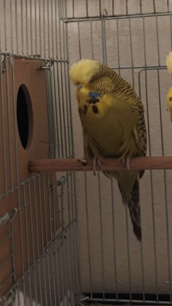 Breeding Season of Budgies