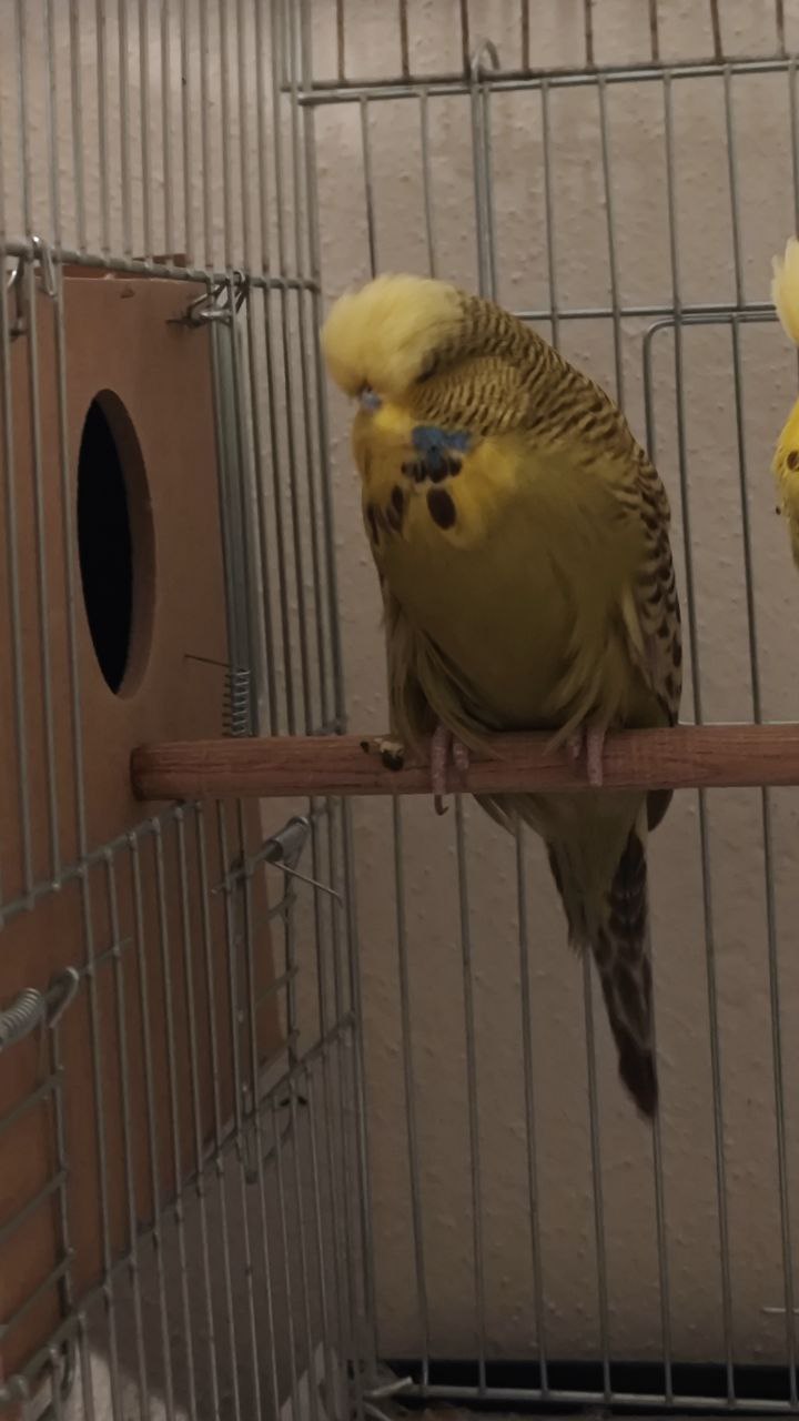 Breeding Season of Budgies