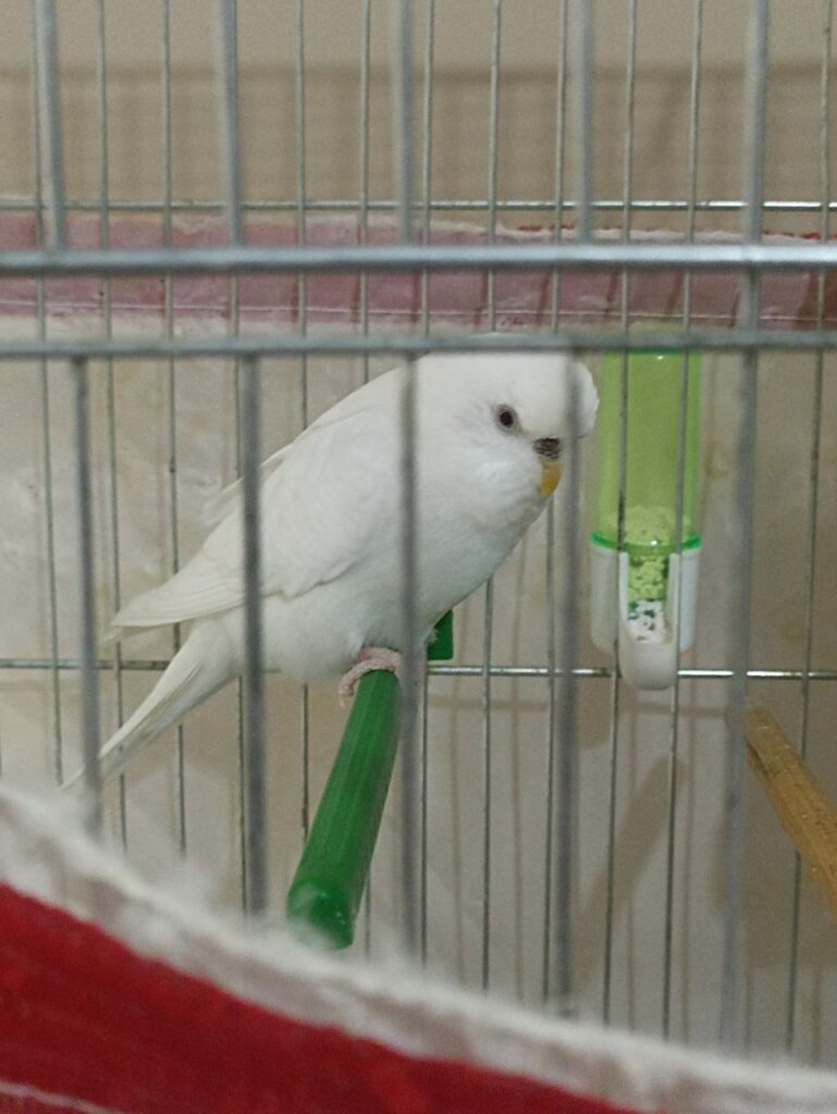 What Age Do Budgies Stop Breeding?