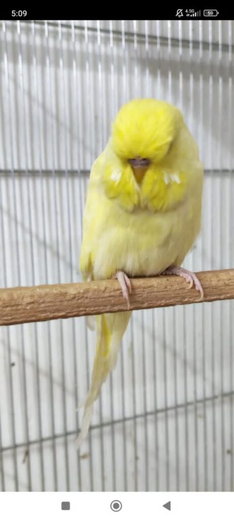 How Long Do Budgies Live Without Food?