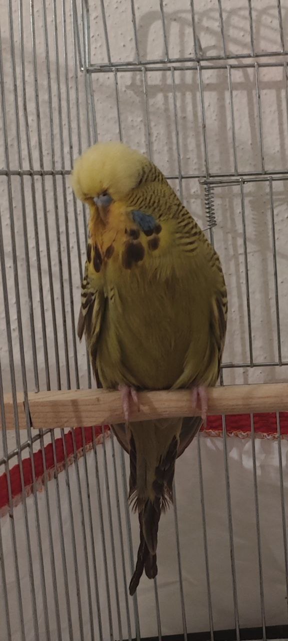 How Long Do Budgies Live Without Food?