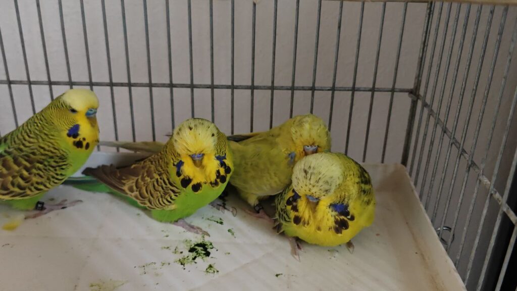 Undigested Seeds in Budgie Poop