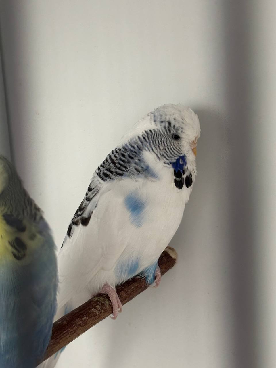 Budgie Antibiotics