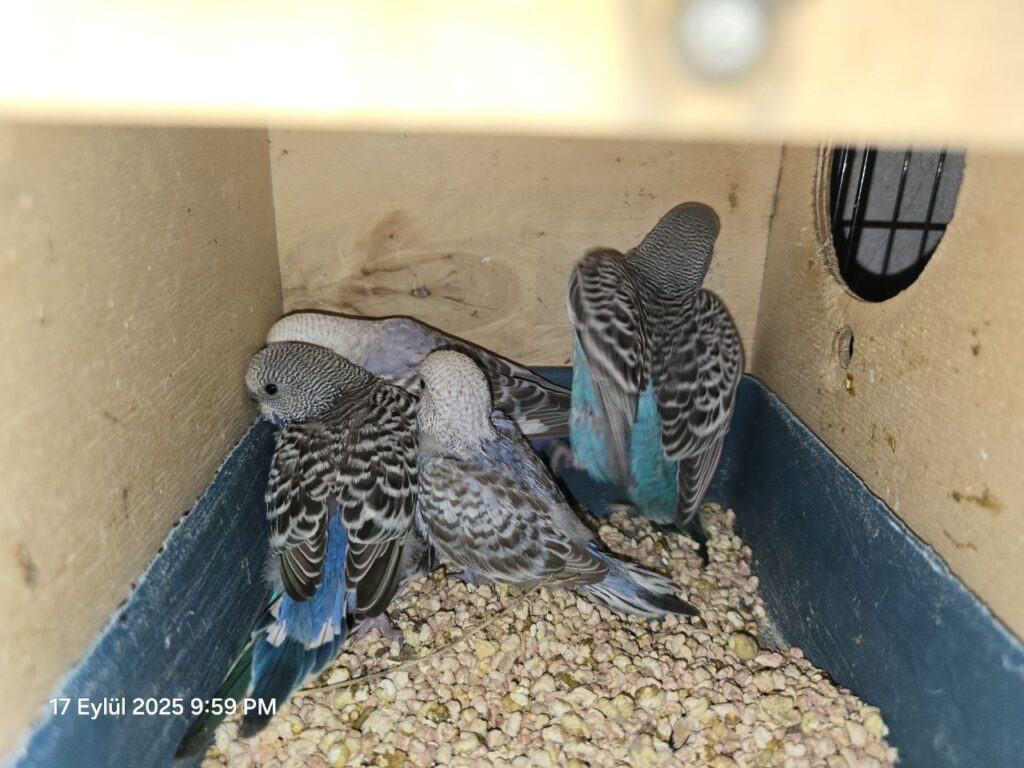 How to Tell If Your Budgie Is Pregnant