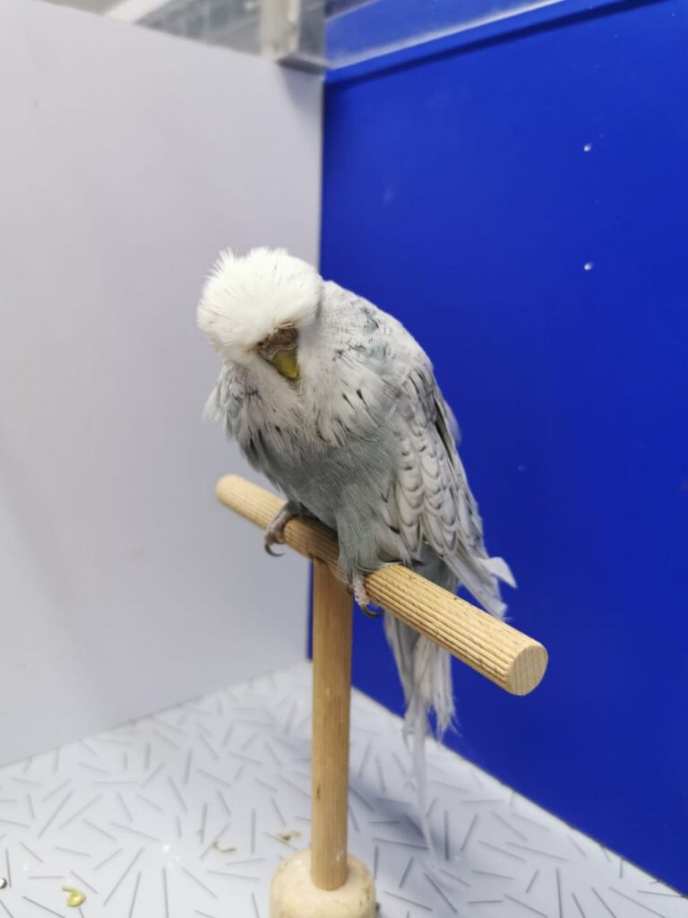 How Long Can a Budgie Go Without Food?