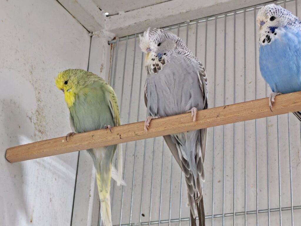 What Happens If a Female Budgie Doesn’t Mate?