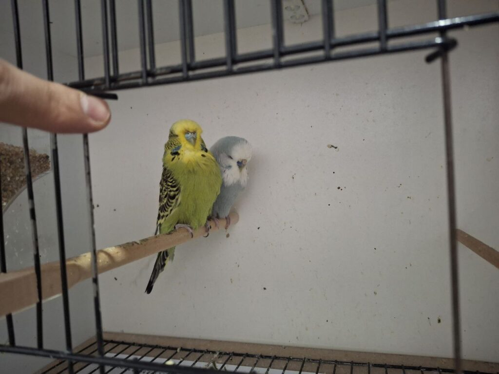 When Do Budgies Reach Sexual Maturity?