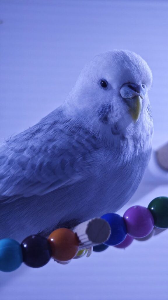 Can Budgies Eat Sweet Potatoes?