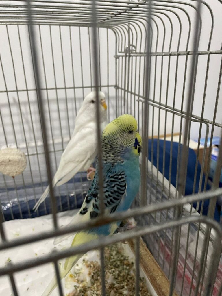 How Should a Budgie Cage Be Organized?