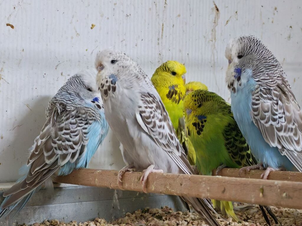How to Tell If Your Budgie Is in Breeding Condition?
