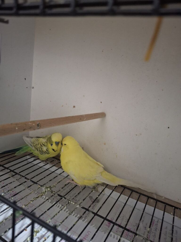 How Long Can a Budgie Survive Without Water?