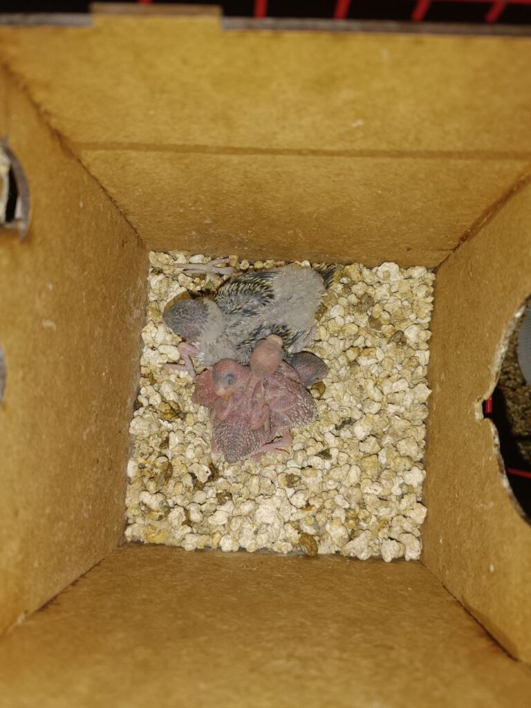 How to Breed Budgies