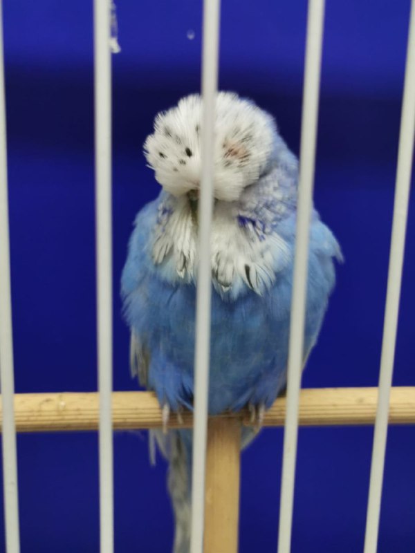 Can Budgies Eat Bananas?