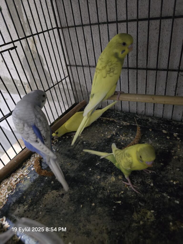 Undigested Seeds in Budgie Poop