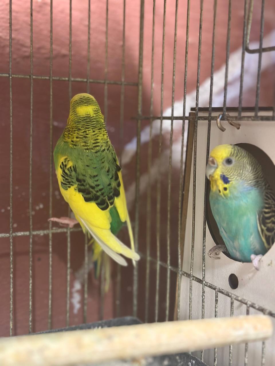 Can Budgies Eat Bananas?