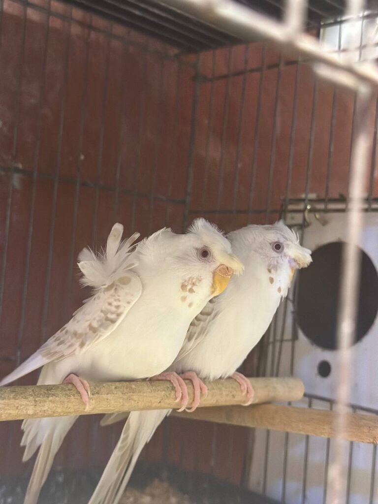 How to Care for a Budgie with Eggs