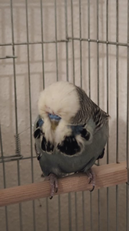Understanding Budgie Mating Behavior