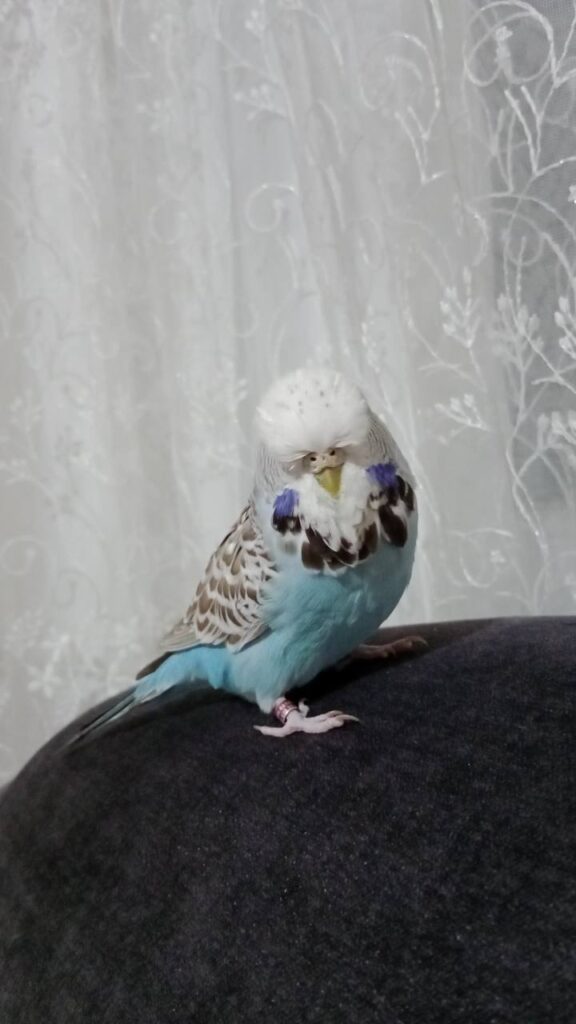 How Long Can a Budgie Go Without Water?