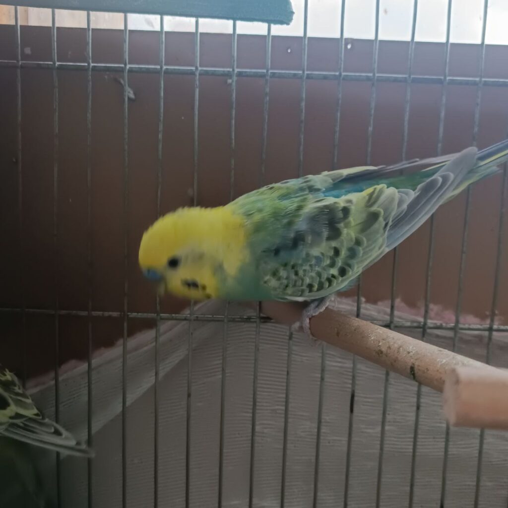How Long Can a Budgie Go Without Water?
