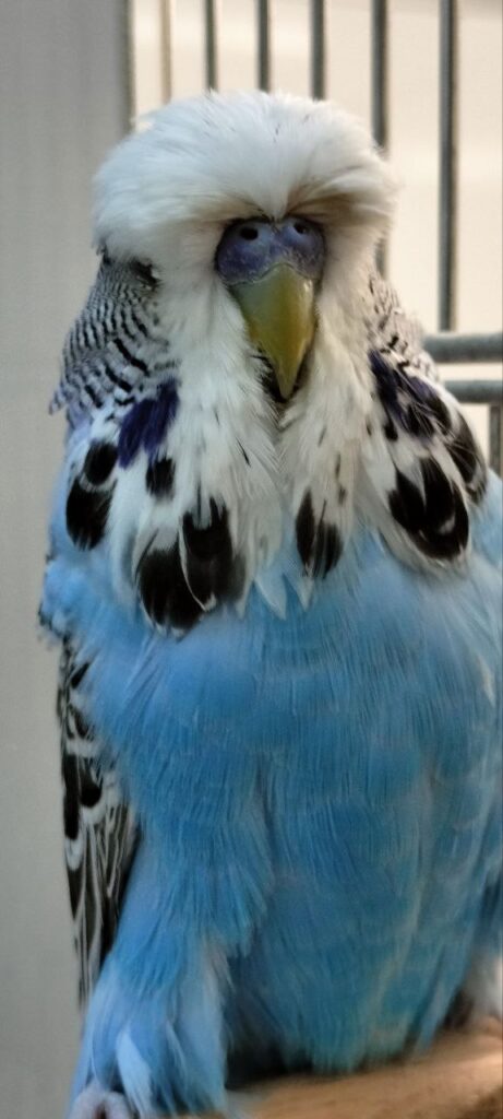 How Long Can a Budgie Go Without Food?