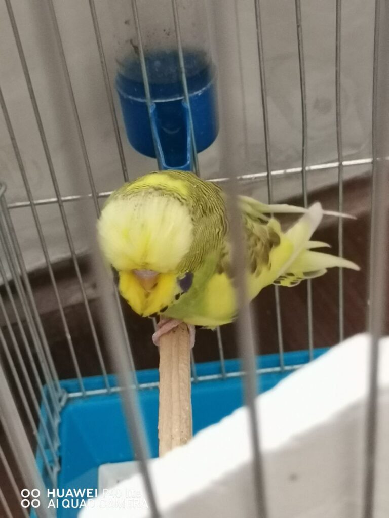 Is Kiwi a Good Name for a Budgie? Let’s Find Out!