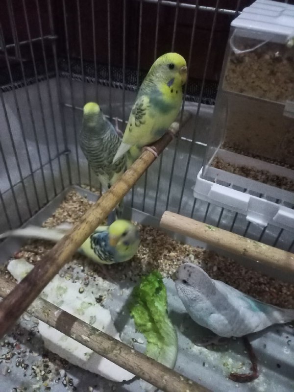 How to Make a Natural Mite Remedy for Budgies?