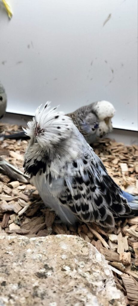 How Much Water Does a Parakeet Drink Per Day?