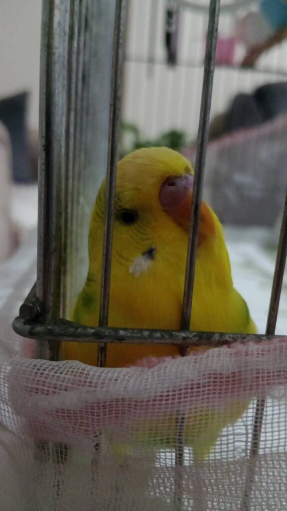 My Budgie Is Shaking