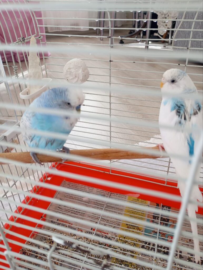 What Happens If You Don’t Trim Your Budgie’s Beak?