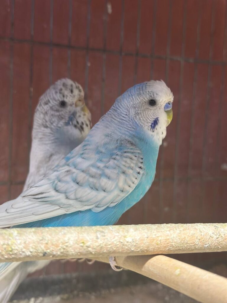 How to Feed Baby Budgies After They Hatch