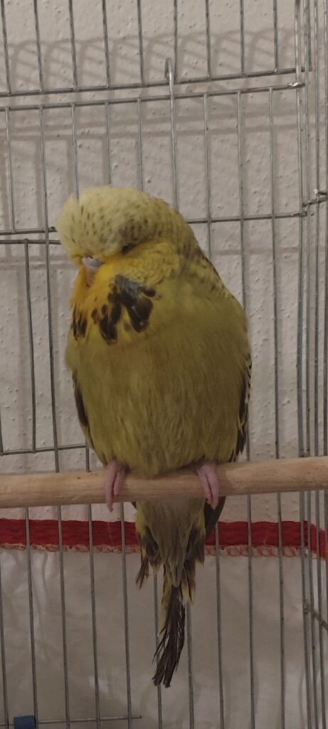Budgie Shaking Wings