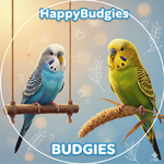 Budgie Care Guide