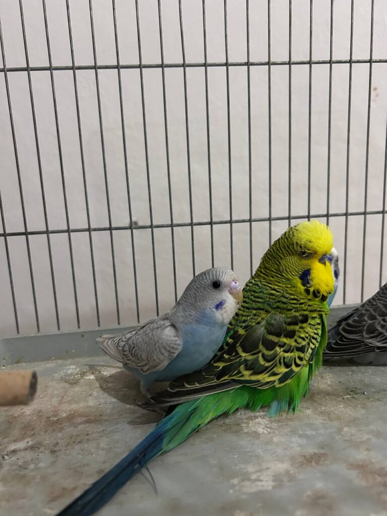 When Do Budgies Molt?