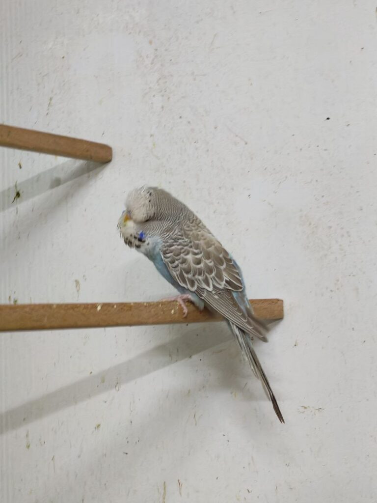 When Do Budgies Molt?