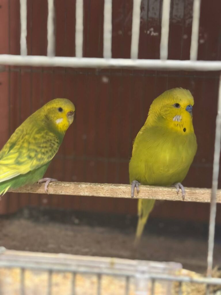 How to Bathe Your Budgie Safely?