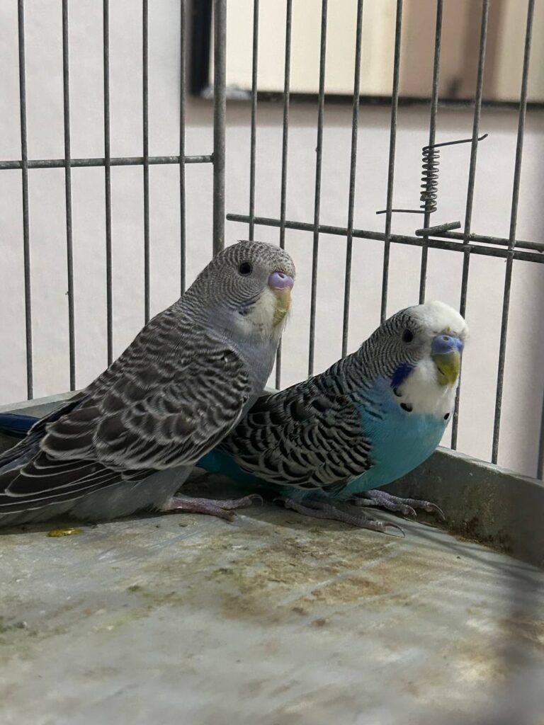 when do budgies molt