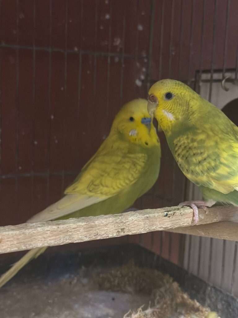 How to Make a Natural Mite Remedy for Budgies?