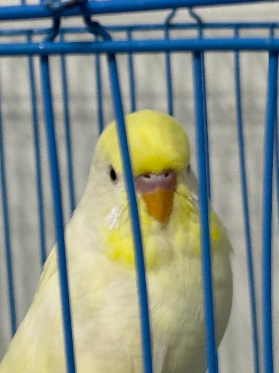 How Long Can a Bird Go Without Food?