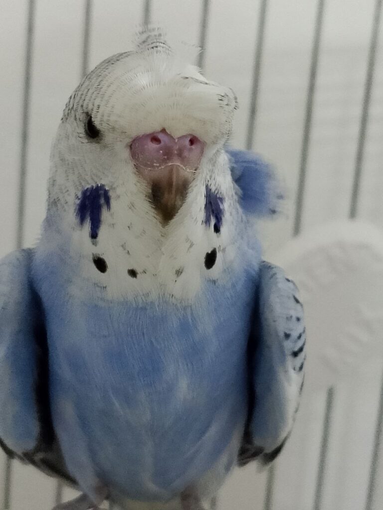 How to Bath a Budgie?