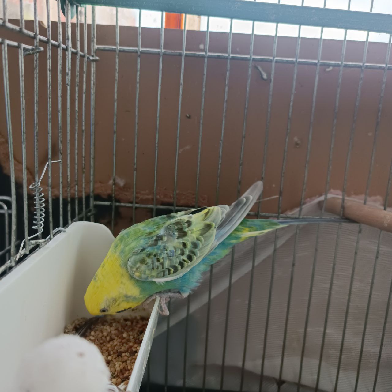 Can Budgies Eat Corn? Everything You Should Know!