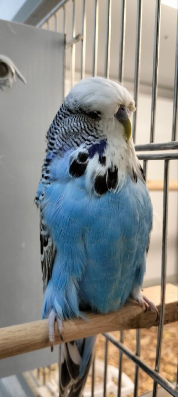 Is Corn Good for Budgies?