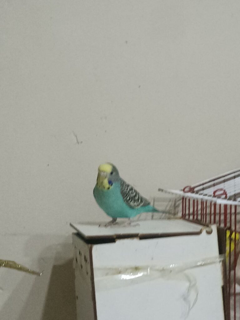 What Happens If a Budgie’s Beak Is Not Trimmed?