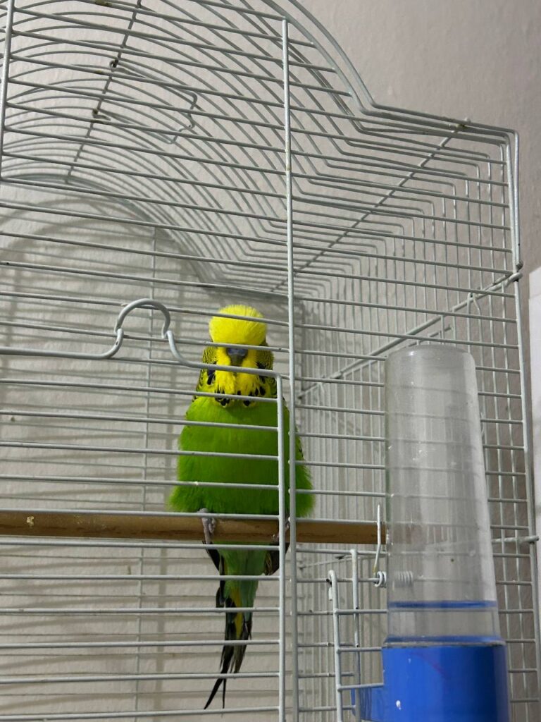 What Happens If a Budgie’s Beak Is Not Trimmed?