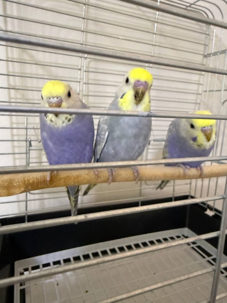 Do Budgies Eat Raw Potatoes?