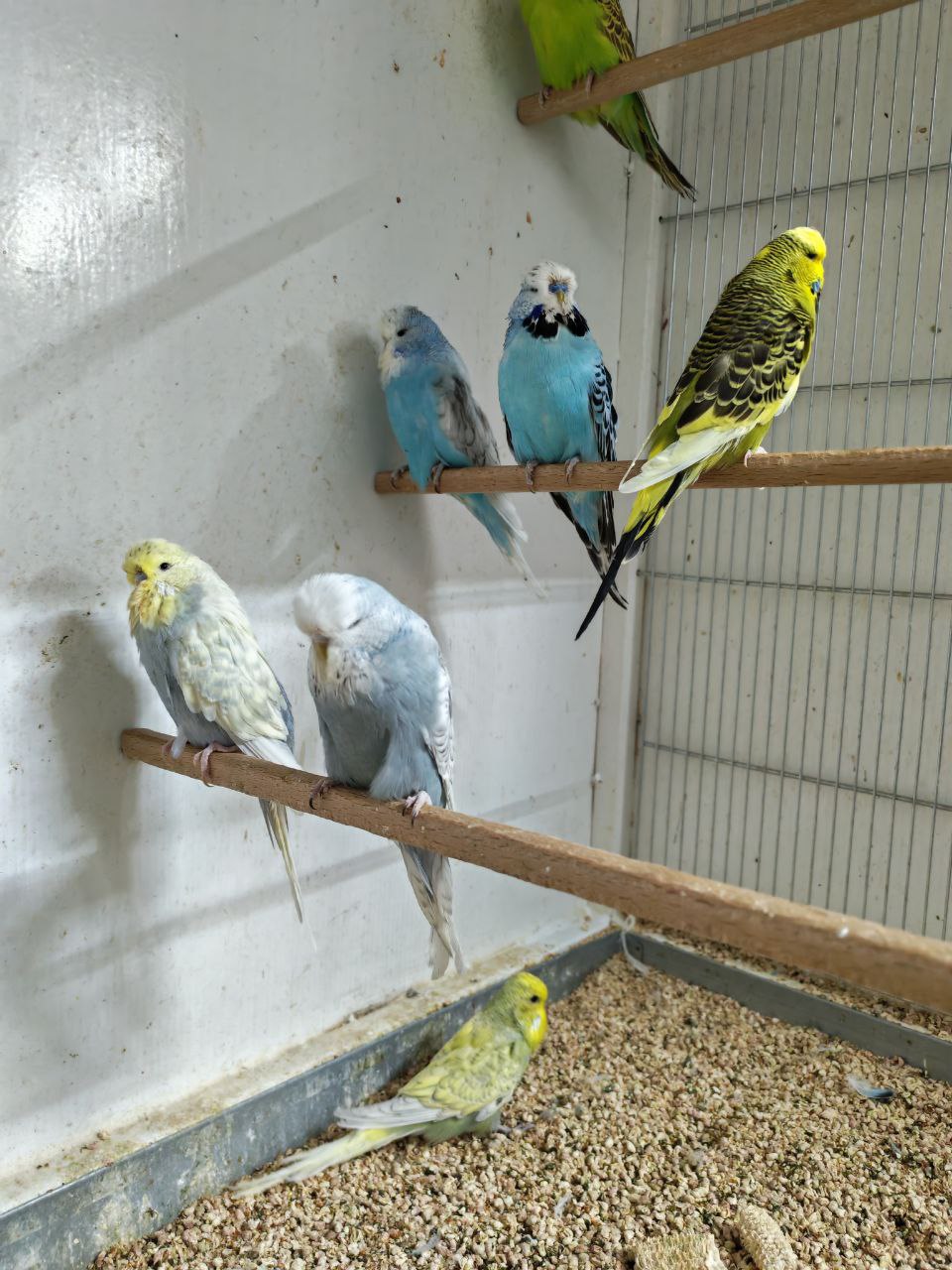 When Do Budgies Molt?