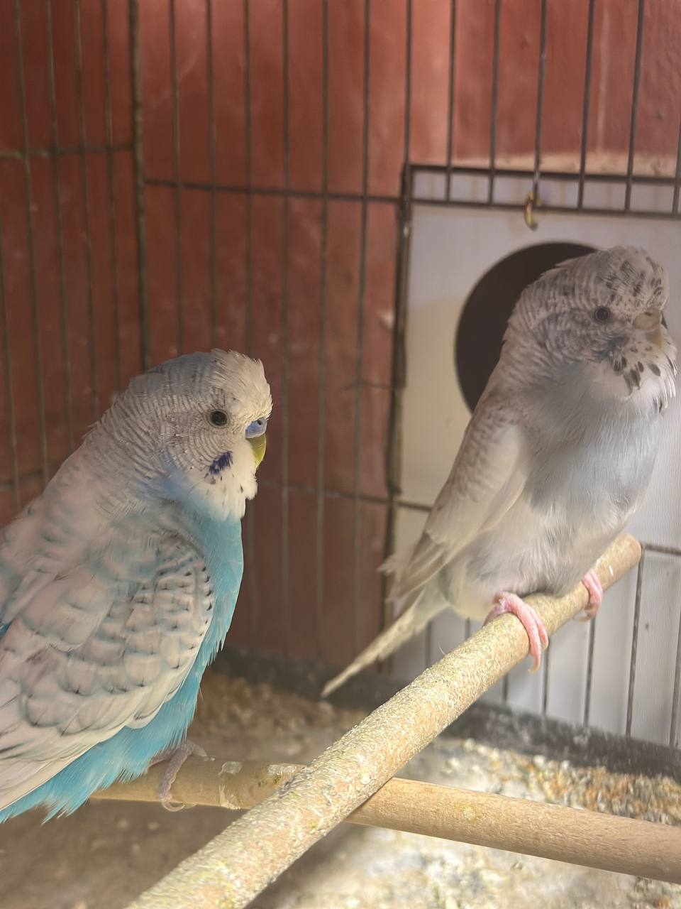 How Often Do Parakeets Drink Water?