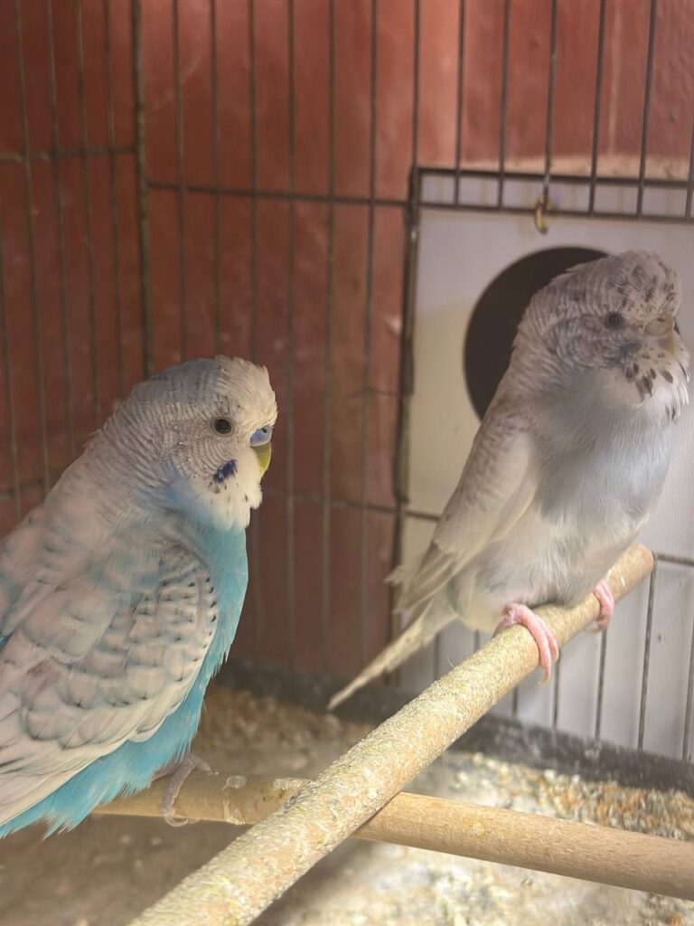 How to Trim a Budgie’s Beak?
